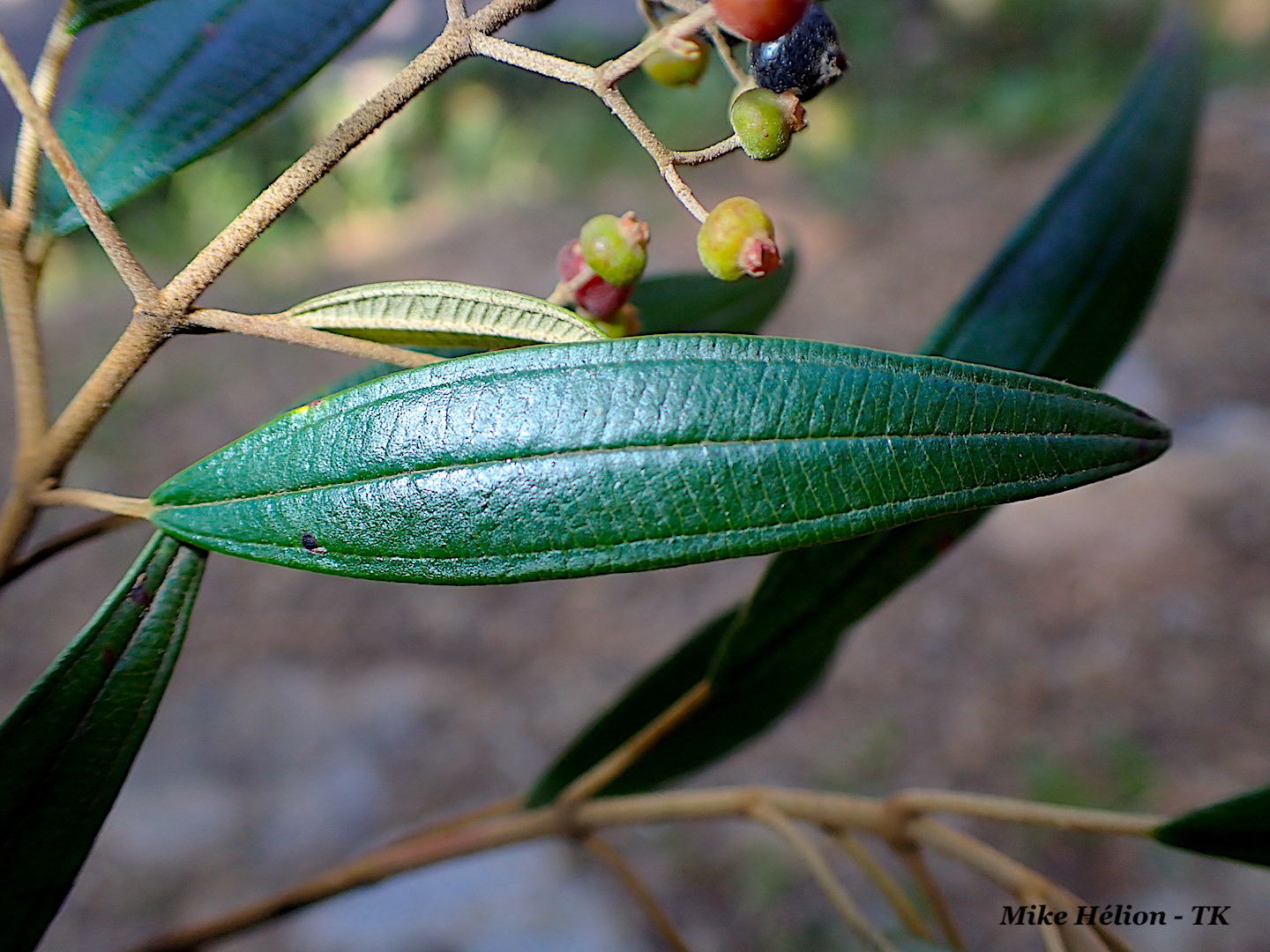 Spermatophytes